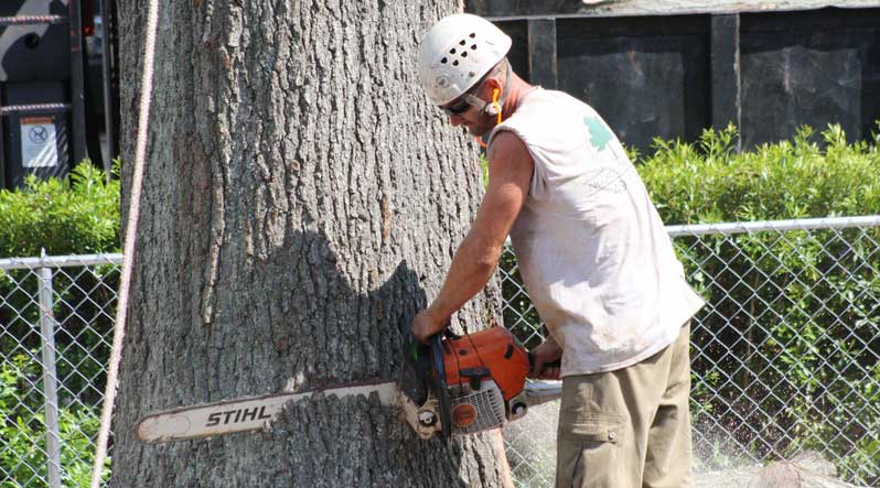 Tree Removal